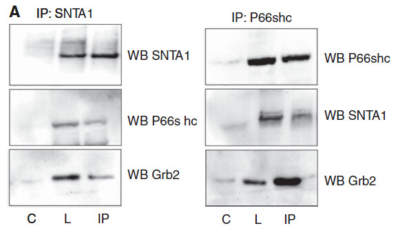 SHC1 Antibody in Immunoprecipitation (IP)