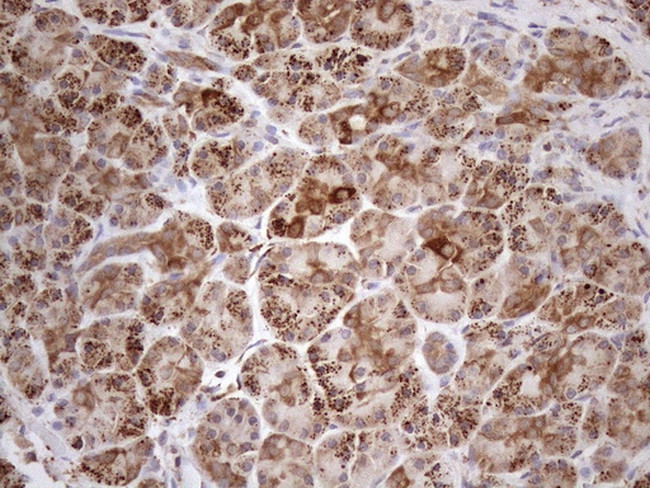 SHMT2 Antibody in Immunohistochemistry (Paraffin) (IHC (P))