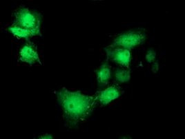 SHPK Antibody in Immunocytochemistry (ICC/IF)