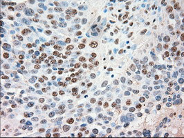 SIGLEC9 Antibody in Immunohistochemistry (Paraffin) (IHC (P))