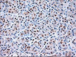 SIGLEC9 Antibody in Immunohistochemistry (Paraffin) (IHC (P))