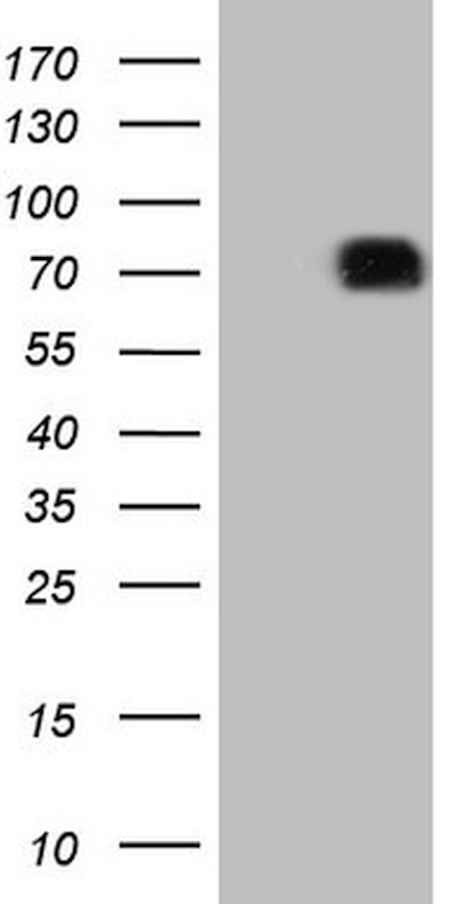 SIRPA Monoclonal Antibody (OTI7B3) (CF807751)