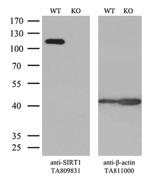 SIRT1 Antibody in Western Blot (WB)