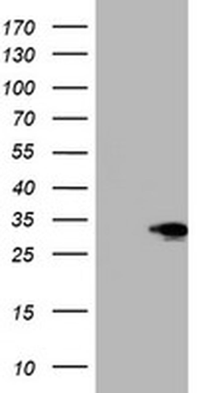 SIX1 Antibody in Western Blot (WB)