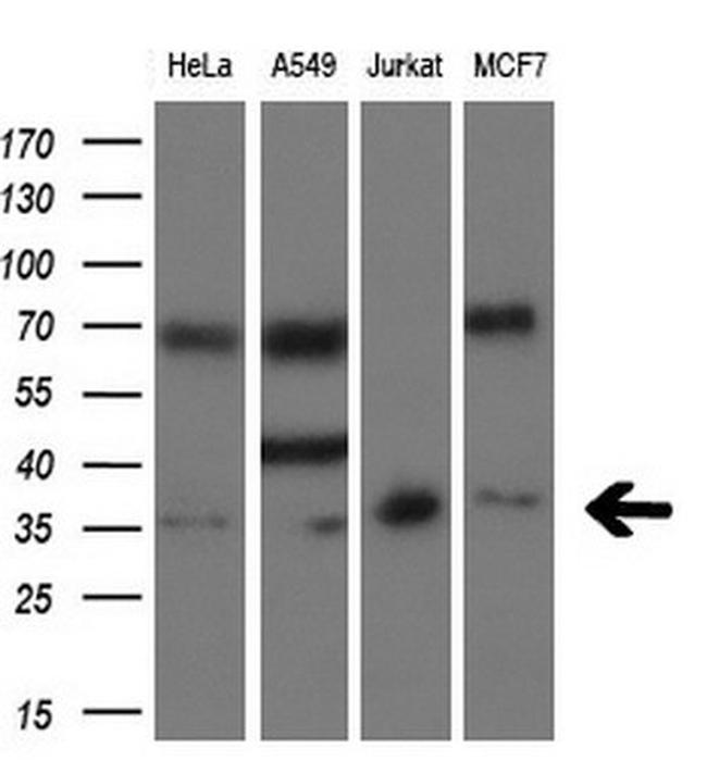 SIX1 Antibody in Western Blot (WB)