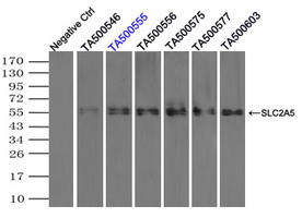 SLC2A5 Antibody in Immunoprecipitation (IP)