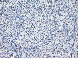 SLC7A8 Antibody in Immunohistochemistry (Paraffin) (IHC (P))