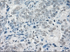 SLC7A8 Antibody in Immunohistochemistry (Paraffin) (IHC (P))