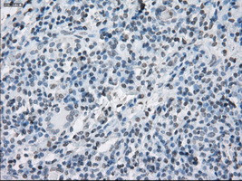 SLC7A8 Antibody in Immunohistochemistry (Paraffin) (IHC (P))