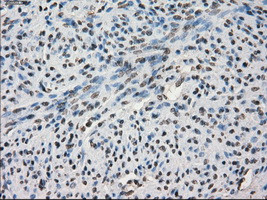 SLC7A8 Antibody in Immunohistochemistry (Paraffin) (IHC (P))