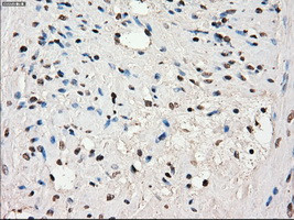 SLC7A8 Antibody in Immunohistochemistry (Paraffin) (IHC (P))