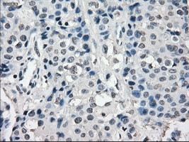 SLC7A8 Antibody in Immunohistochemistry (Paraffin) (IHC (P))