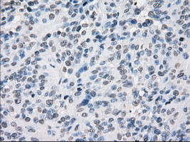 SLC7A8 Antibody in Immunohistochemistry (Paraffin) (IHC (P))