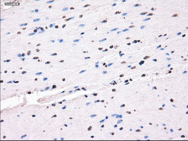 SLC7A8 Antibody in Immunohistochemistry (Paraffin) (IHC (P))