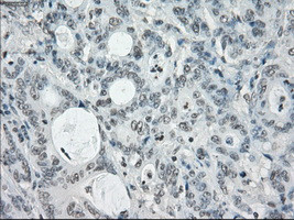 SLC7A8 Antibody in Immunohistochemistry (Paraffin) (IHC (P))