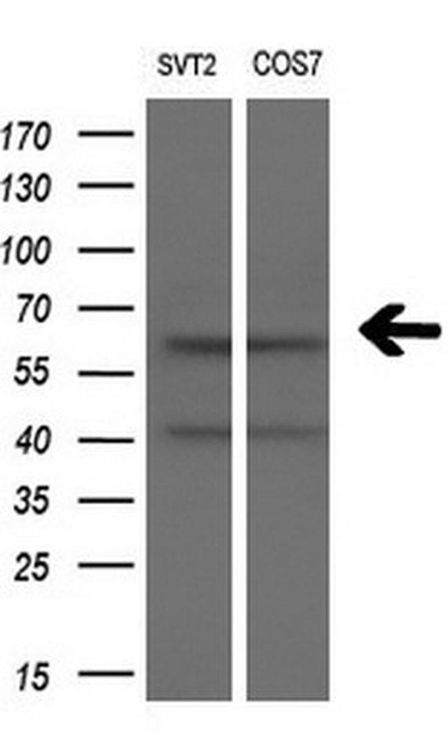 SLC7A8 Antibody in Western Blot (WB)