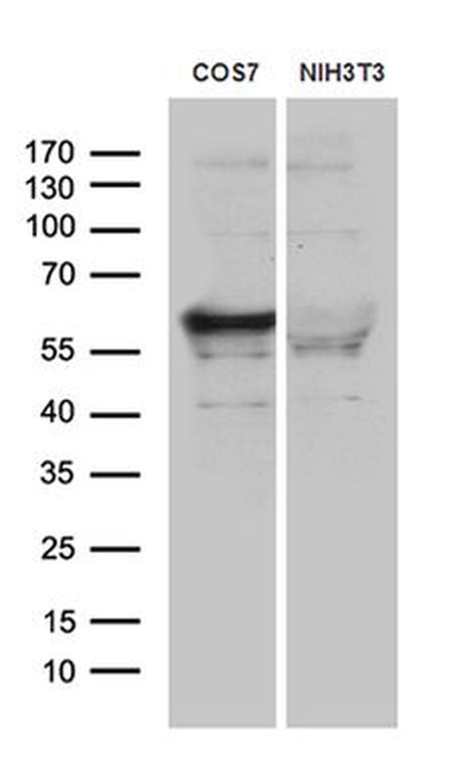 SMARCD3 Antibody in Western Blot (WB)