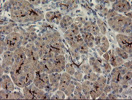 SNAI2 Antibody in Immunohistochemistry (Paraffin) (IHC (P))