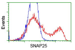 SNAP25 Antibody in Flow Cytometry (Flow)