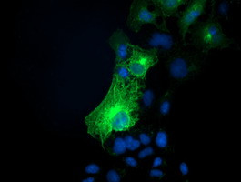 SNAP25 Antibody in Immunocytochemistry (ICC/IF)