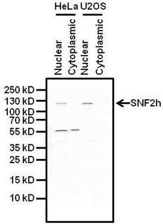 SMARCA5 Antibody in Western Blot (WB)