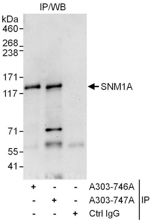 SNM1A Antibody in Immunoprecipitation (IP)