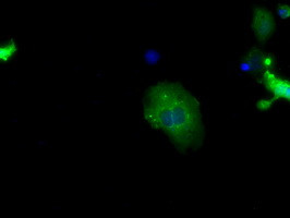 SNX9 Antibody in Immunocytochemistry (ICC/IF)