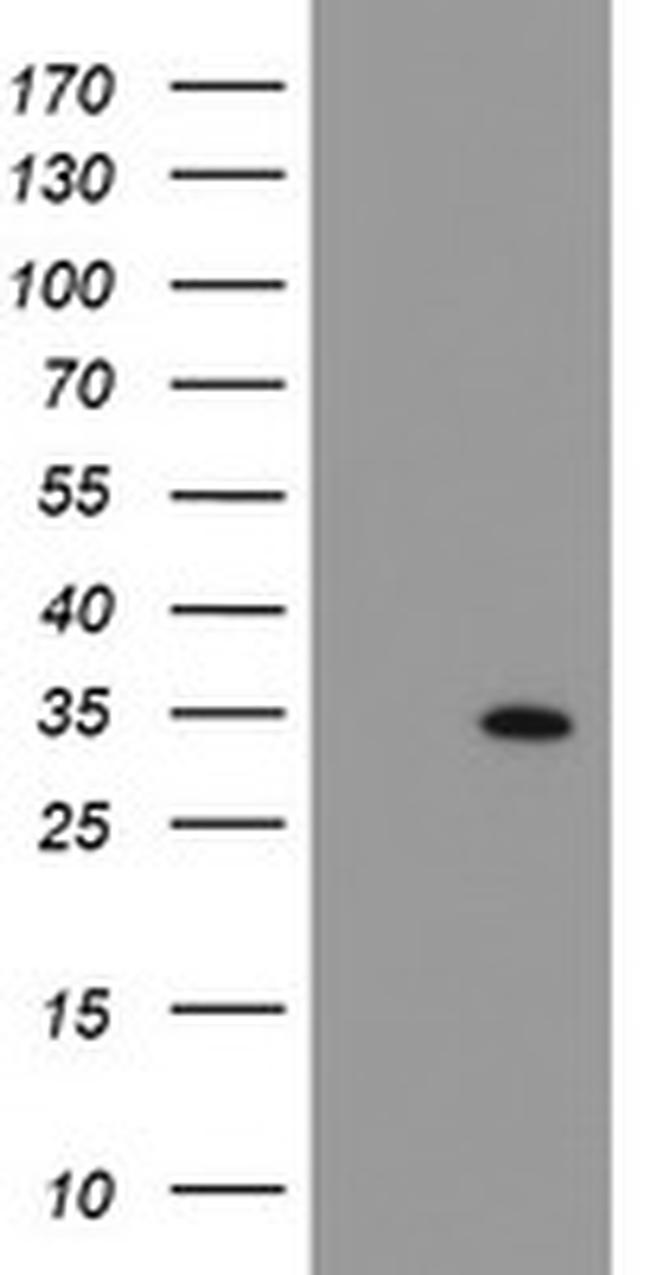 SOCS3 Antibody in Western Blot (WB)