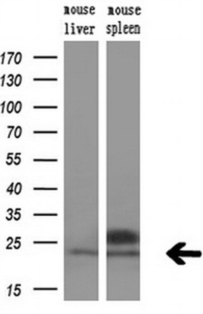 SOCS3 Antibody in Western Blot (WB)