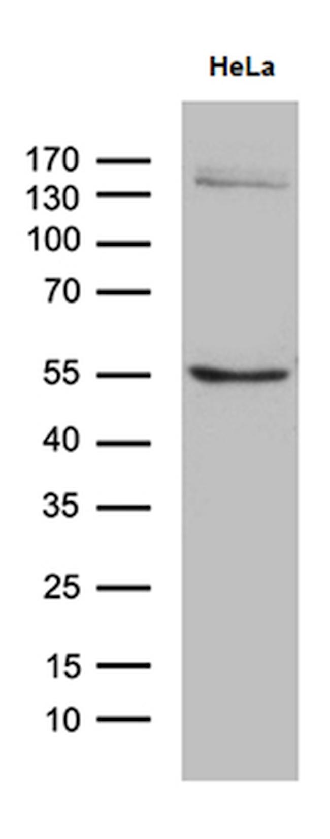 SOCS4 Antibody in Western Blot (WB)