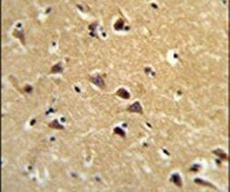 SPG20 Antibody in Immunohistochemistry (IHC)