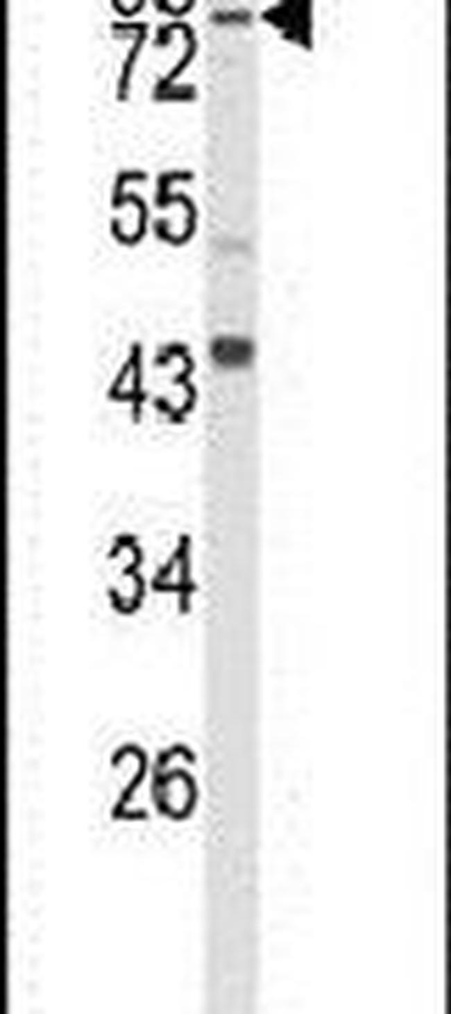 SPG20 Antibody in Western Blot (WB)