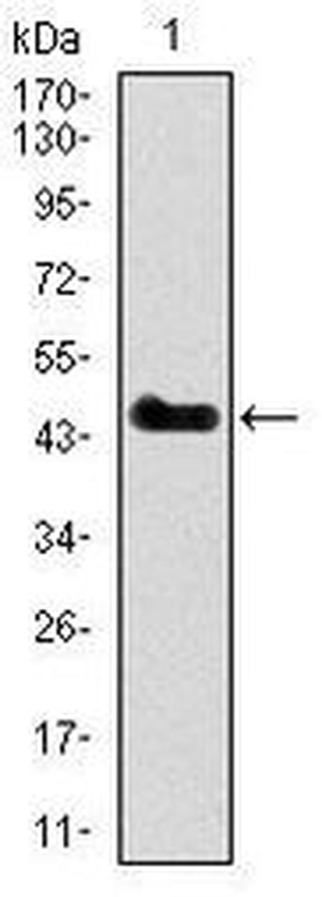 PU.1 Antibody in Western Blot (WB)