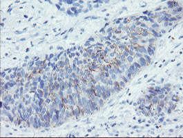 SPINT1 Antibody in Immunohistochemistry (Paraffin) (IHC (P))