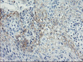 SPINT1 Antibody in Immunohistochemistry (Paraffin) (IHC (P))