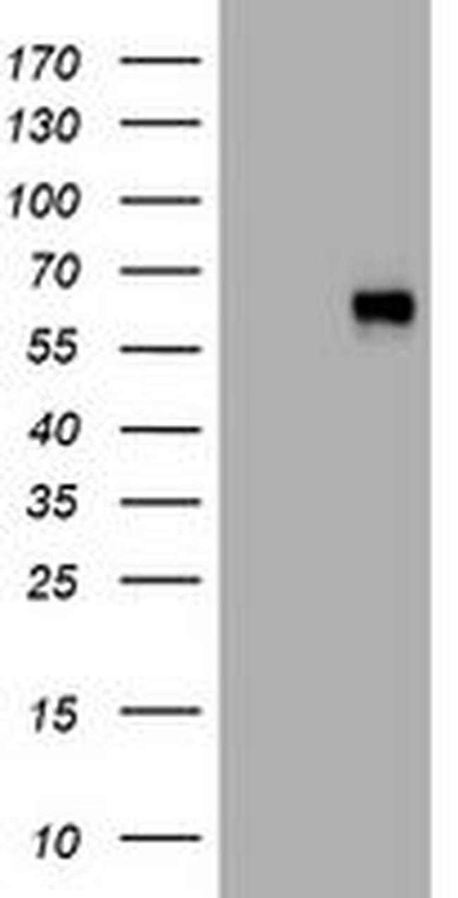 SPN Antibody in Western Blot (WB)