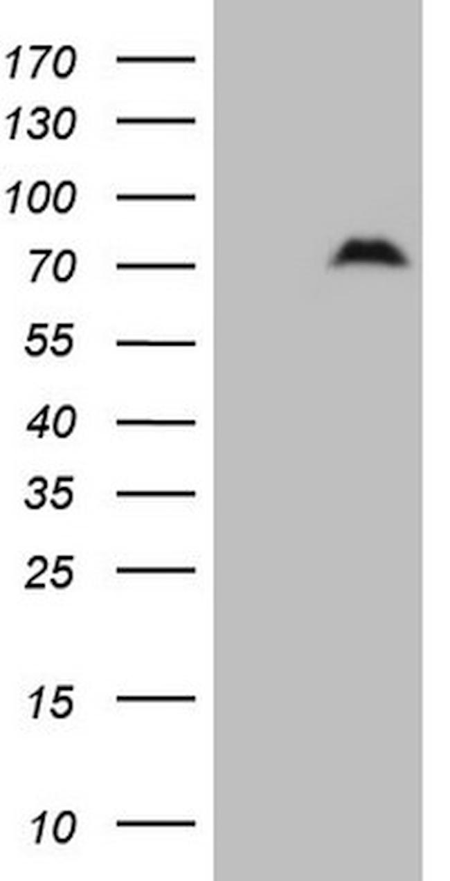 SPP1 Antibody in Western Blot (WB)