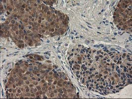 SPR Antibody in Immunohistochemistry (Paraffin) (IHC (P))