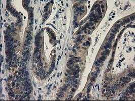 SPR Antibody in Immunohistochemistry (Paraffin) (IHC (P))