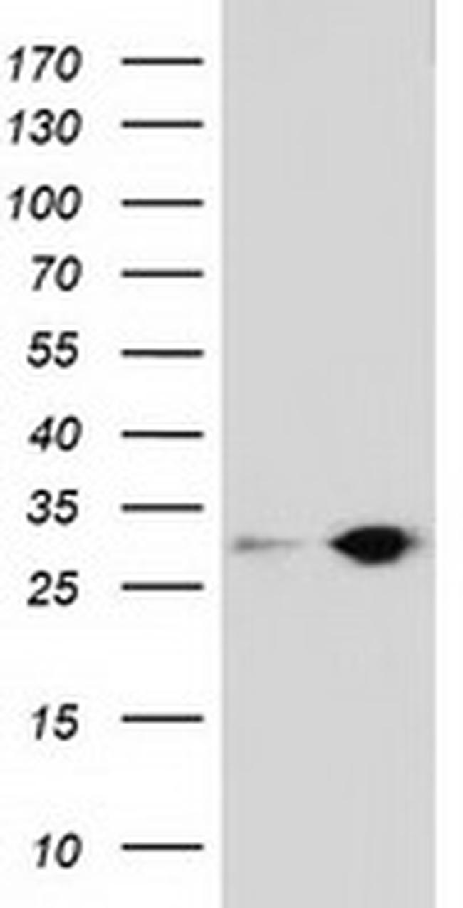 SPR Antibody in Western Blot (WB)