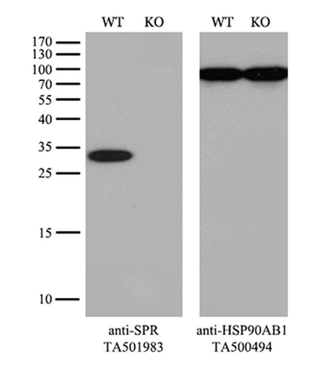 SPR Antibody in Western Blot (WB)