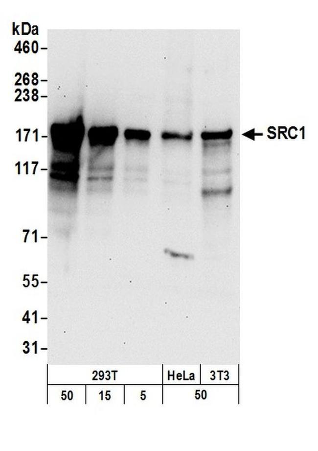 SRC1 Antibody in Western Blot (WB)