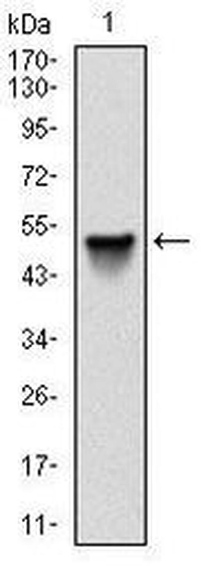 SRC Antibody in Western Blot (WB)