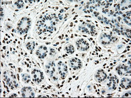 SSB Antibody in Immunohistochemistry (Paraffin) (IHC (P))