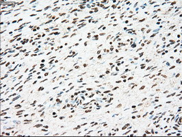 SSB Antibody in Immunohistochemistry (Paraffin) (IHC (P))