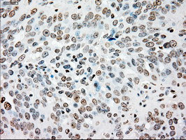 SSB Antibody in Immunohistochemistry (Paraffin) (IHC (P))