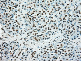 SSB Antibody in Immunohistochemistry (Paraffin) (IHC (P))