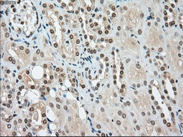 SSB Antibody in Immunohistochemistry (Paraffin) (IHC (P))