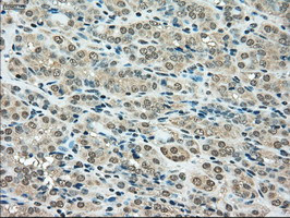 SSB Antibody in Immunohistochemistry (Paraffin) (IHC (P))