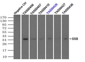 SSB Antibody in Immunoprecipitation (IP)